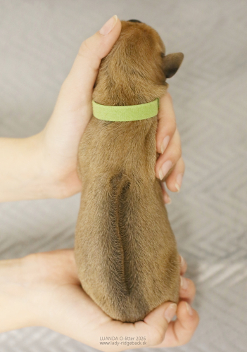 14-mr-olive-green-1