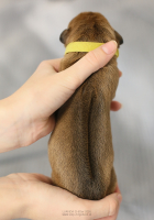 O-litter 2026 - Introducing puppies - day 1 