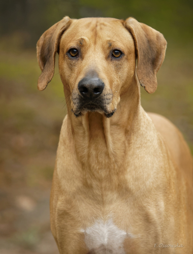 draco-portrait