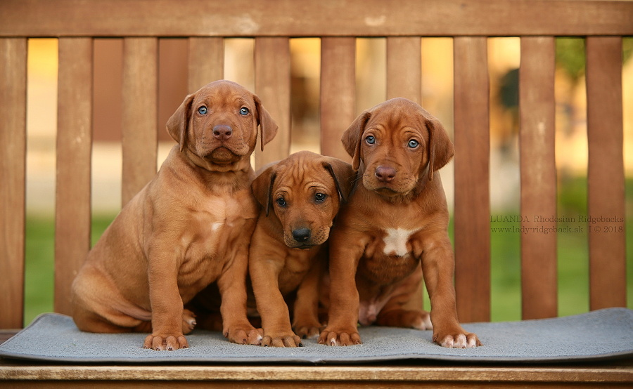 Qestions for a new RR puppy owner