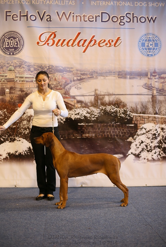 Fehova budapest elis Feb.2018