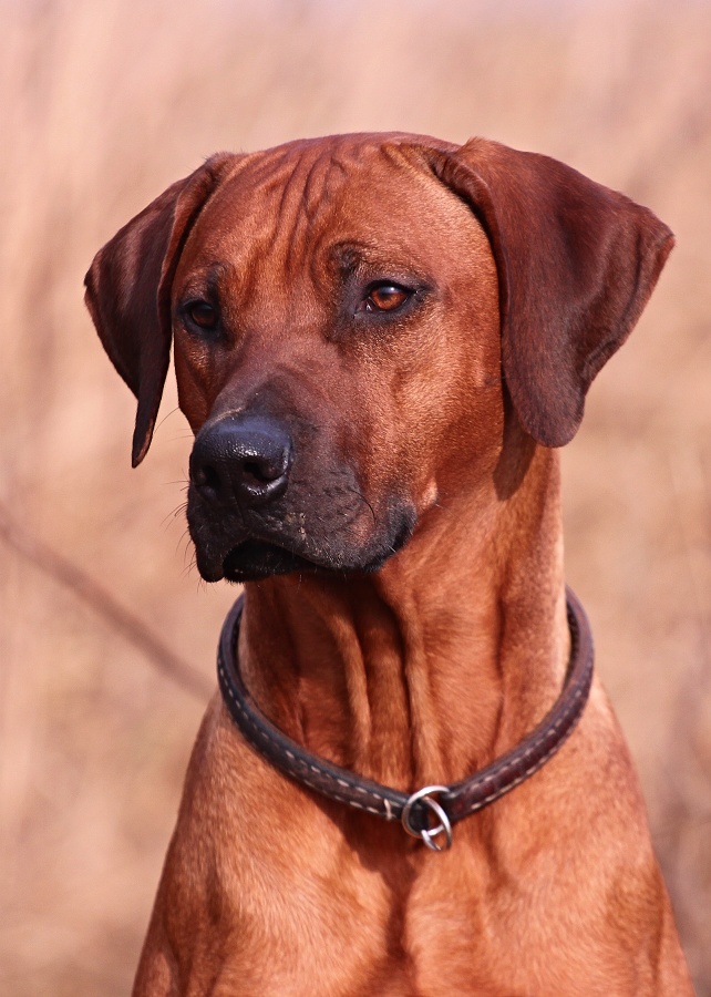 Elvis 2 2014 074