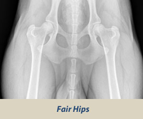 hips fair