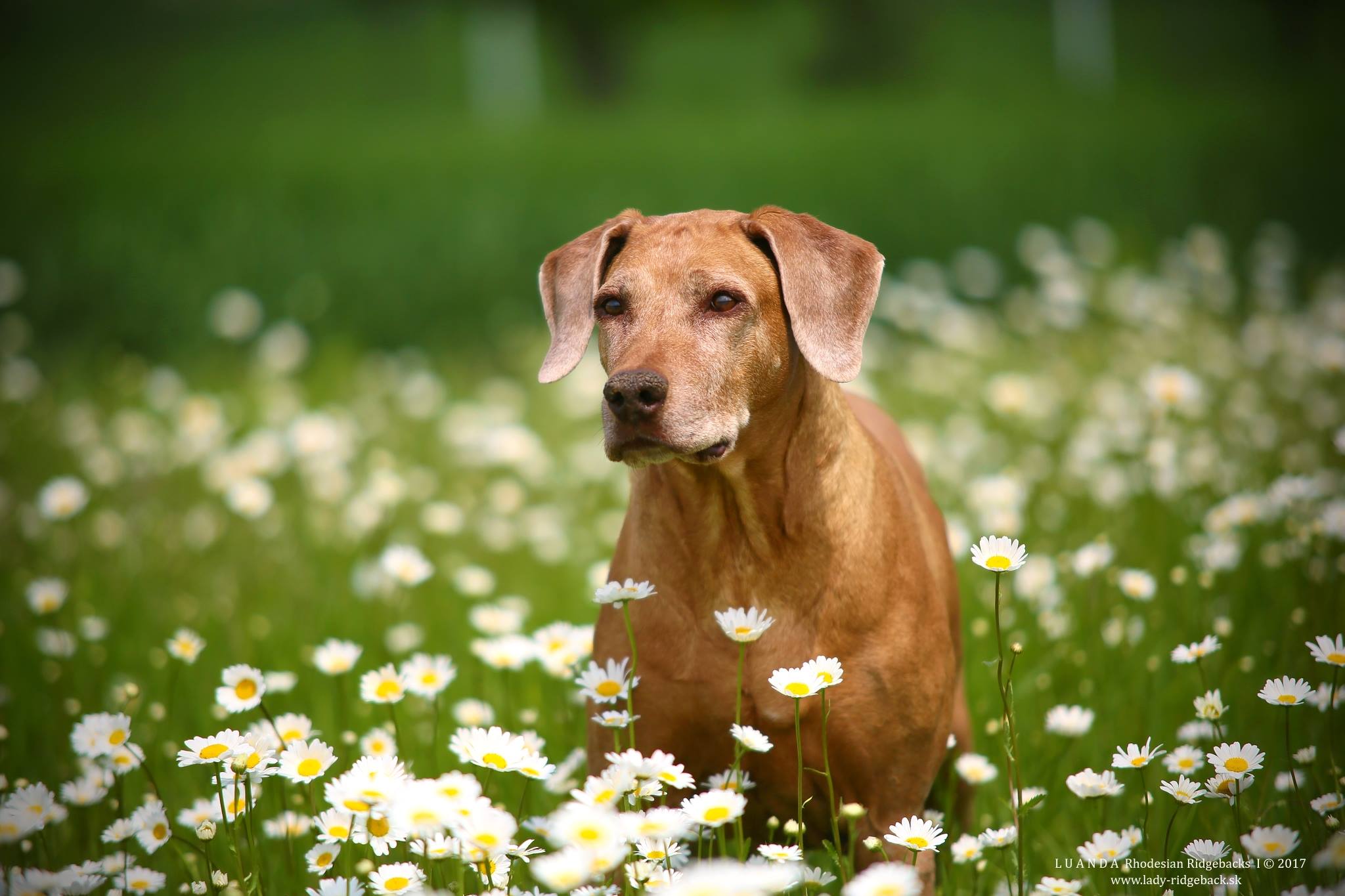 Ani 12years old
