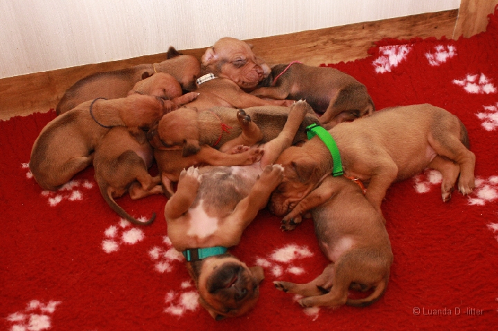 D litter 2weeks