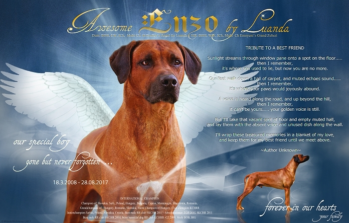 enzo in memory2017 w