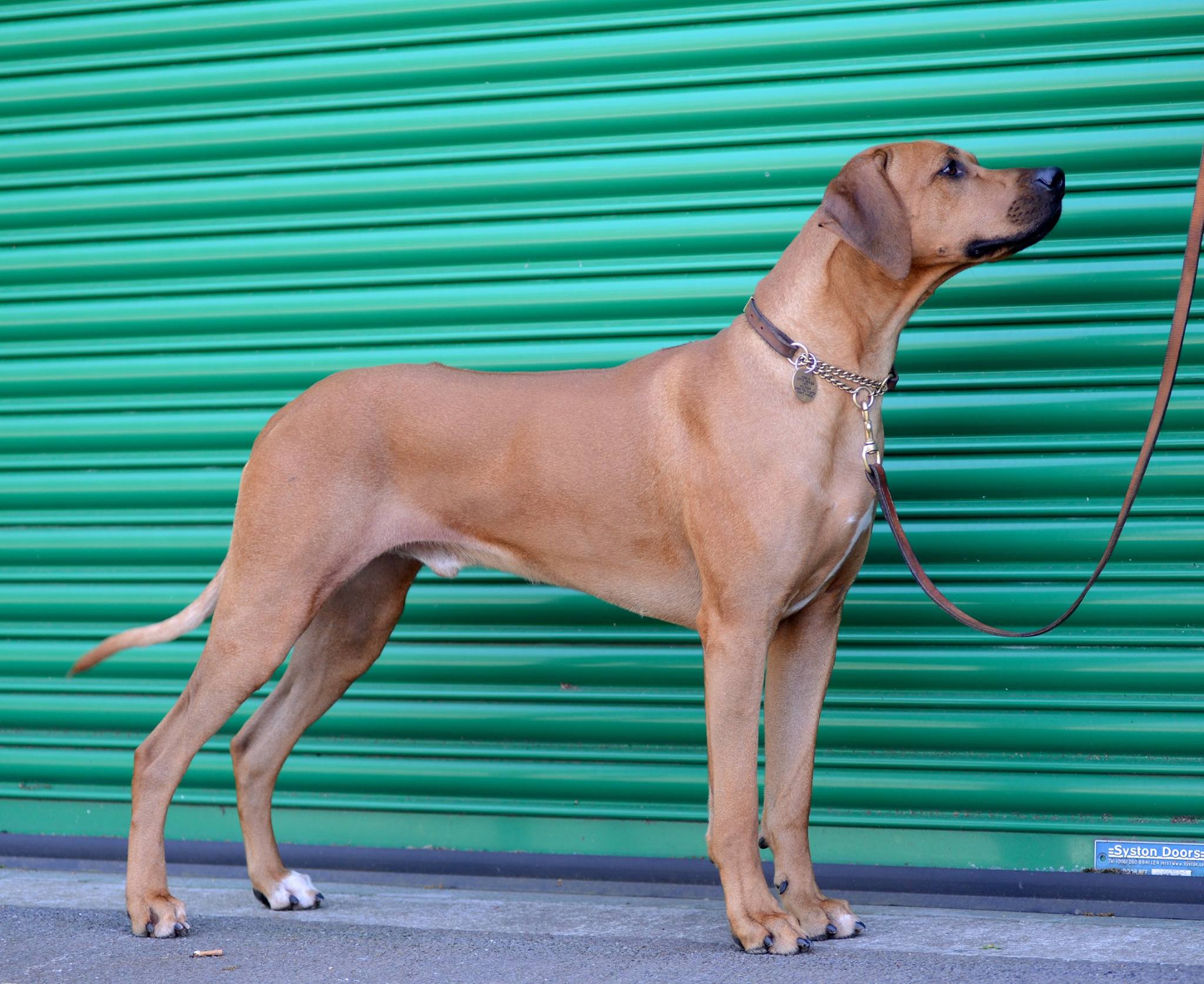 woody may2017 2
