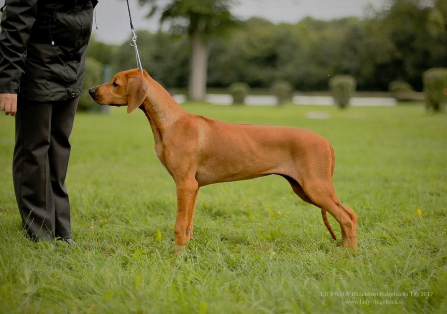 nessy very promissing1 4months old