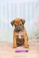 N-litter 2025 - 5 - weeks old