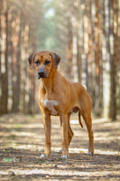 O-litter 2026 - Kitakaze Kaga Arte Cassari