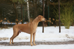 P-litter 2026 - Dante Go for Gold Cieply Dom